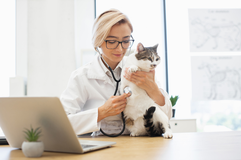 Vantagens da telerradiologia para veterinários: agilidade, precisão e qualidade no diagnóstico por imagem